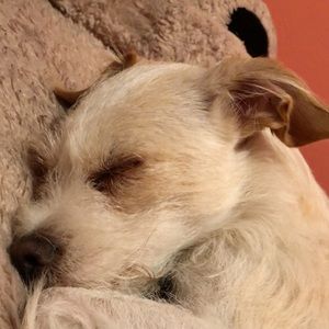 Meet your Posher, Carmen